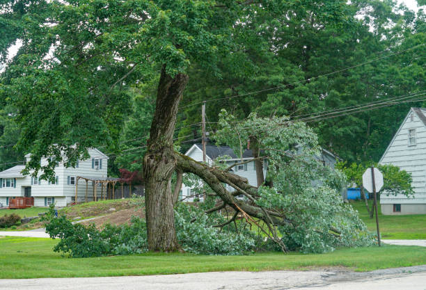 Best Tree Mulching  in Maytown, PA